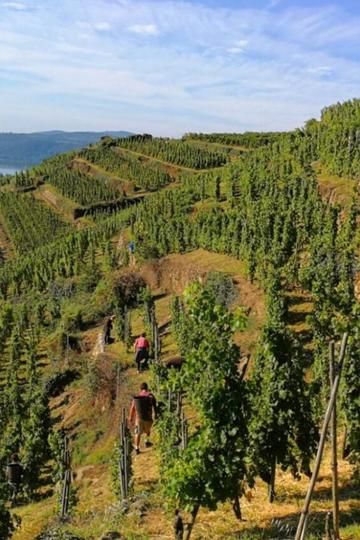 Domaine François Villard