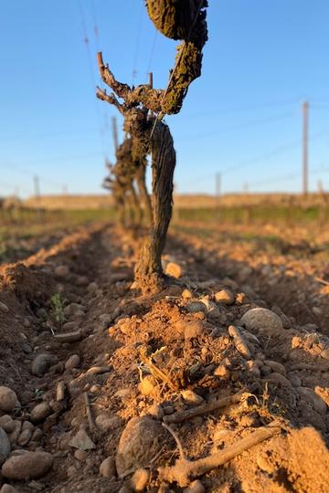 Domaine Aléofane