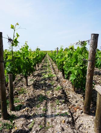 Château Haut-Brion