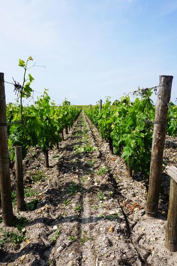 Château Haut-Brion