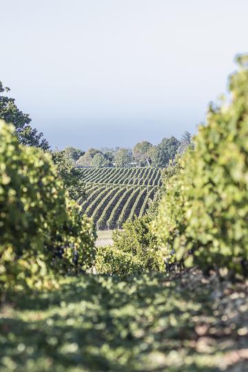 Château Calon Ségur