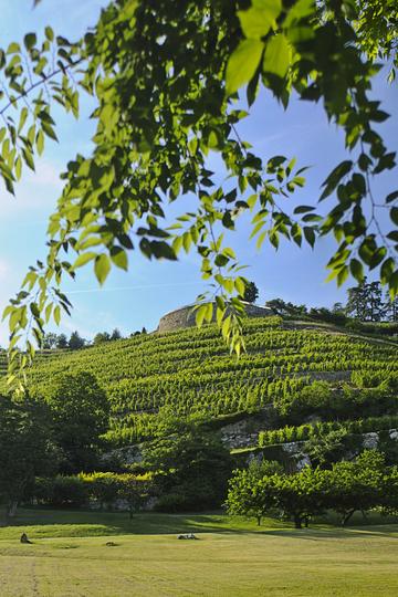 Domaine Georges Vernay