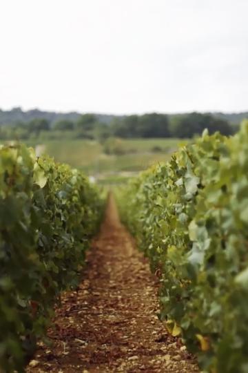 Domaine Henri Boillot