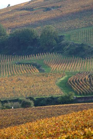 Domaine Méo Camuzet