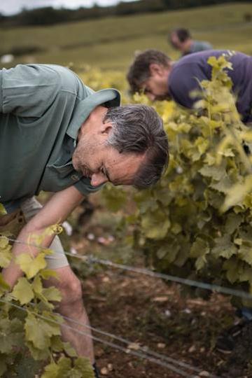 Domaine Méo Camuzet