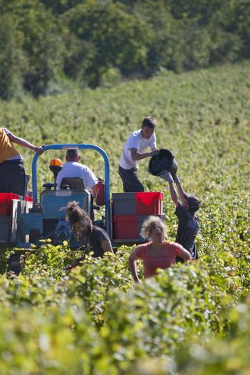 Domaine René Bouvier