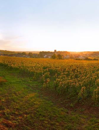 Domaine de Montille