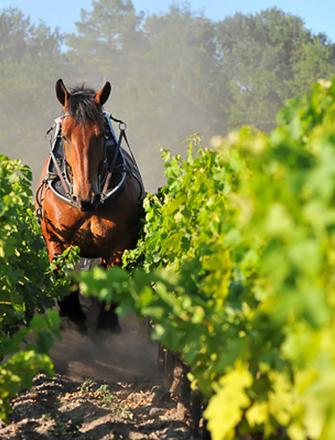 Domaine de Chevalier
