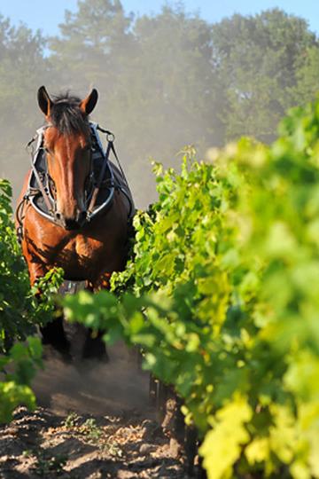 Domaine de Chevalier