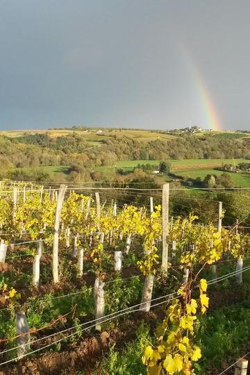 Domaine Patrick Baudouin