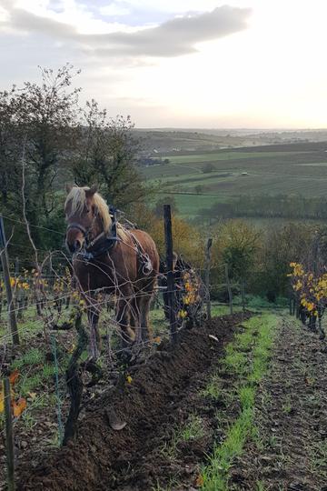 Domaine Patrick Baudouin