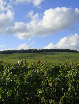 Champagne Larmandier - Bernier