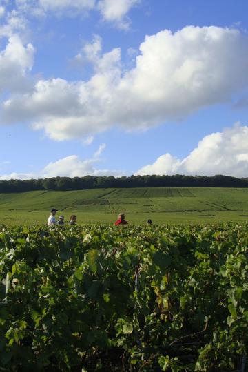 Champagne Larmandier - Bernier