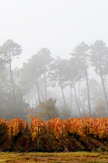 Château Lafon-Rochet