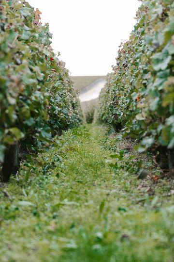 Château Haut-Bages Libéral