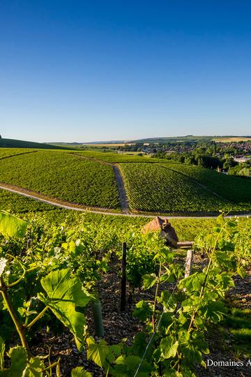 Domaine Albert Bichot