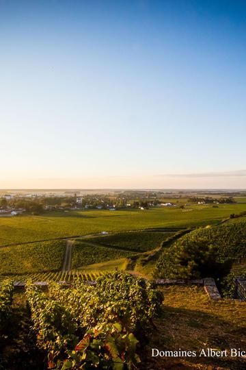 Domaine Albert Bichot