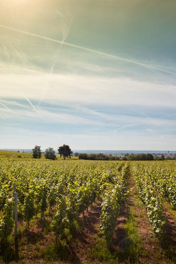 Domaine Labruyère