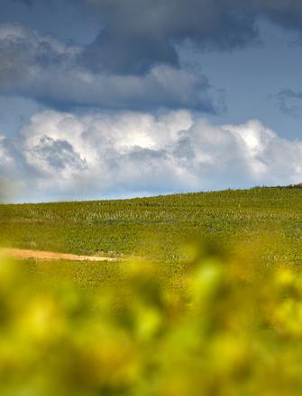 Domaine Labruyère