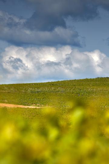 Domaine Labruyère