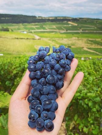 Domaine Jean-Marc & Thomas Bouley