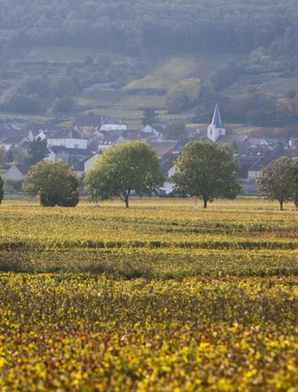 Domaine Amiot Guy & Fils