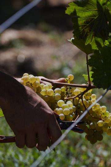 Domaine Olivier Merlin