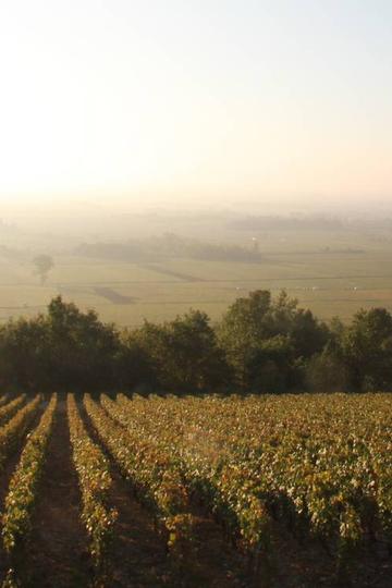 Domaine Pierre Morey