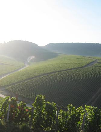 Domaine William Fevre