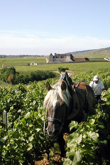 Domaine Comte Georges de Vogüé