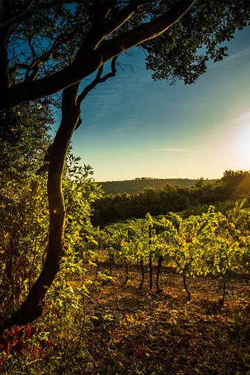 Domaine Mas de Daumas Gassac