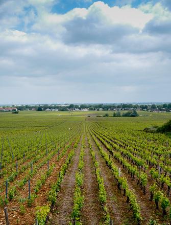 Domaine Michel Bouzereau