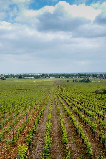 Domaine Michel Bouzereau