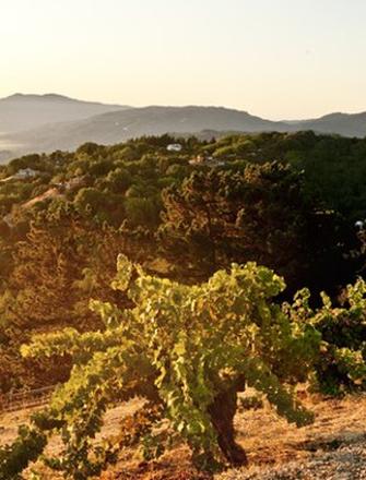 Ridge Vineyards
