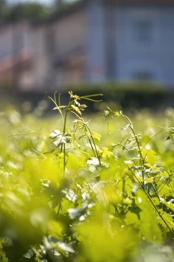 Château Les Carmes Haut-Brion