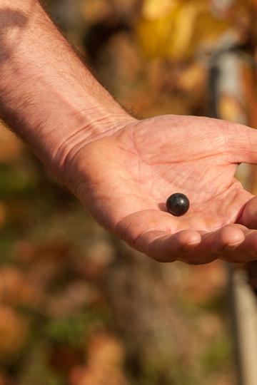 Domaine Bruno Lorenzon