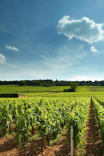 Domaine David Duband