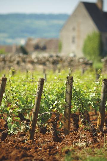 Domaine Olivier Leflaive