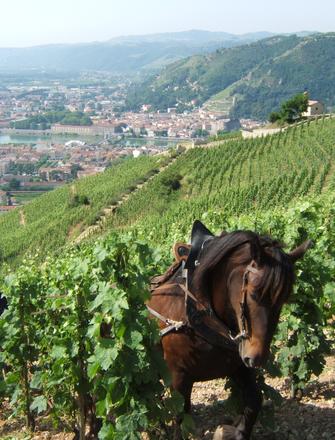 Domaine Paul Jaboulet Ainé