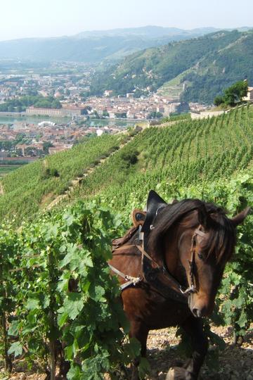 Domaine Paul Jaboulet Ainé