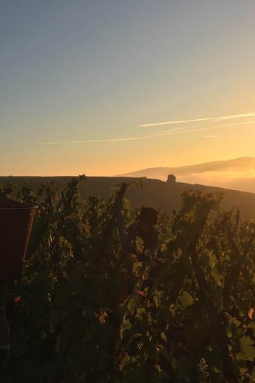 Domaine Rostaing