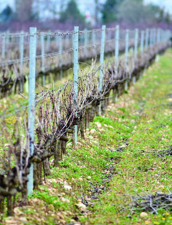 Domaine Yann Chave
