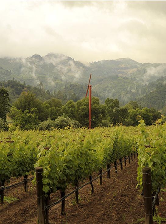 Das Weingut