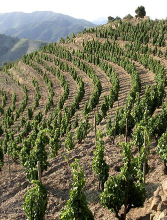 Bodegas Alvaro Palacios