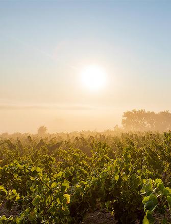Domaine Raymond Usseglio & Fils