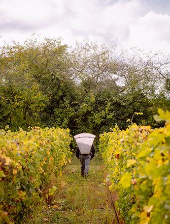 Domaine Arnaud Lambert