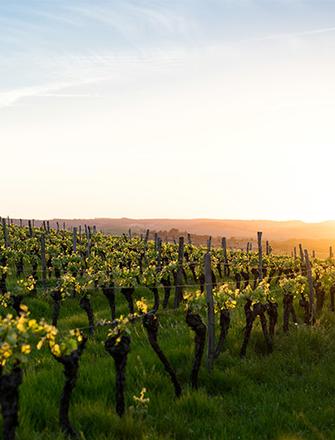 Domaine Albert Boxler