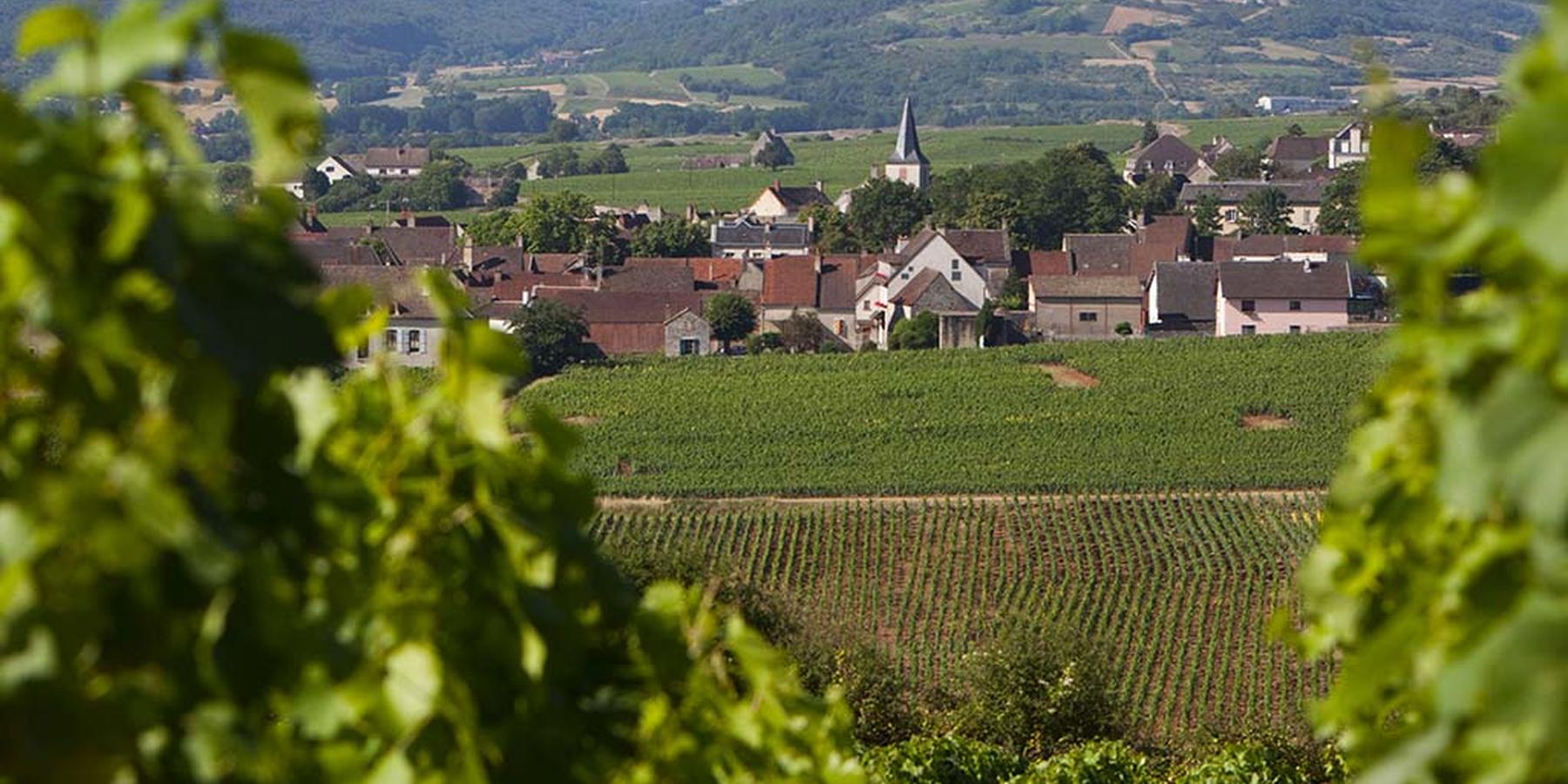 U'wine Tour in Burgundy